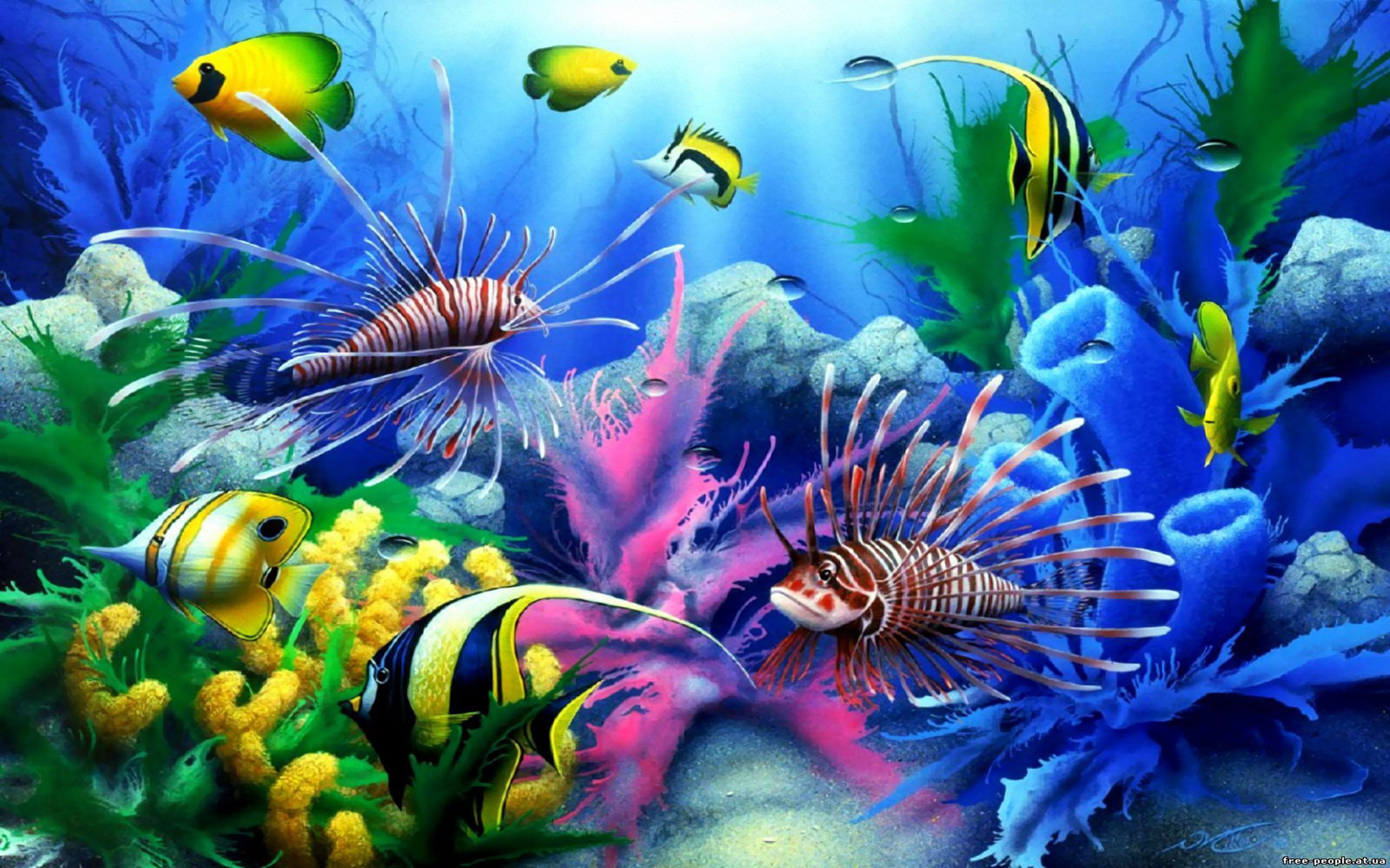 Free Fish And Coral Wallpapers