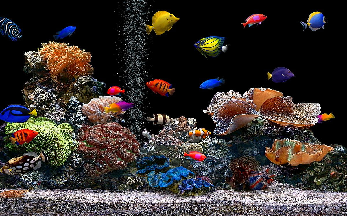 Free Fish And Coral Wallpapers