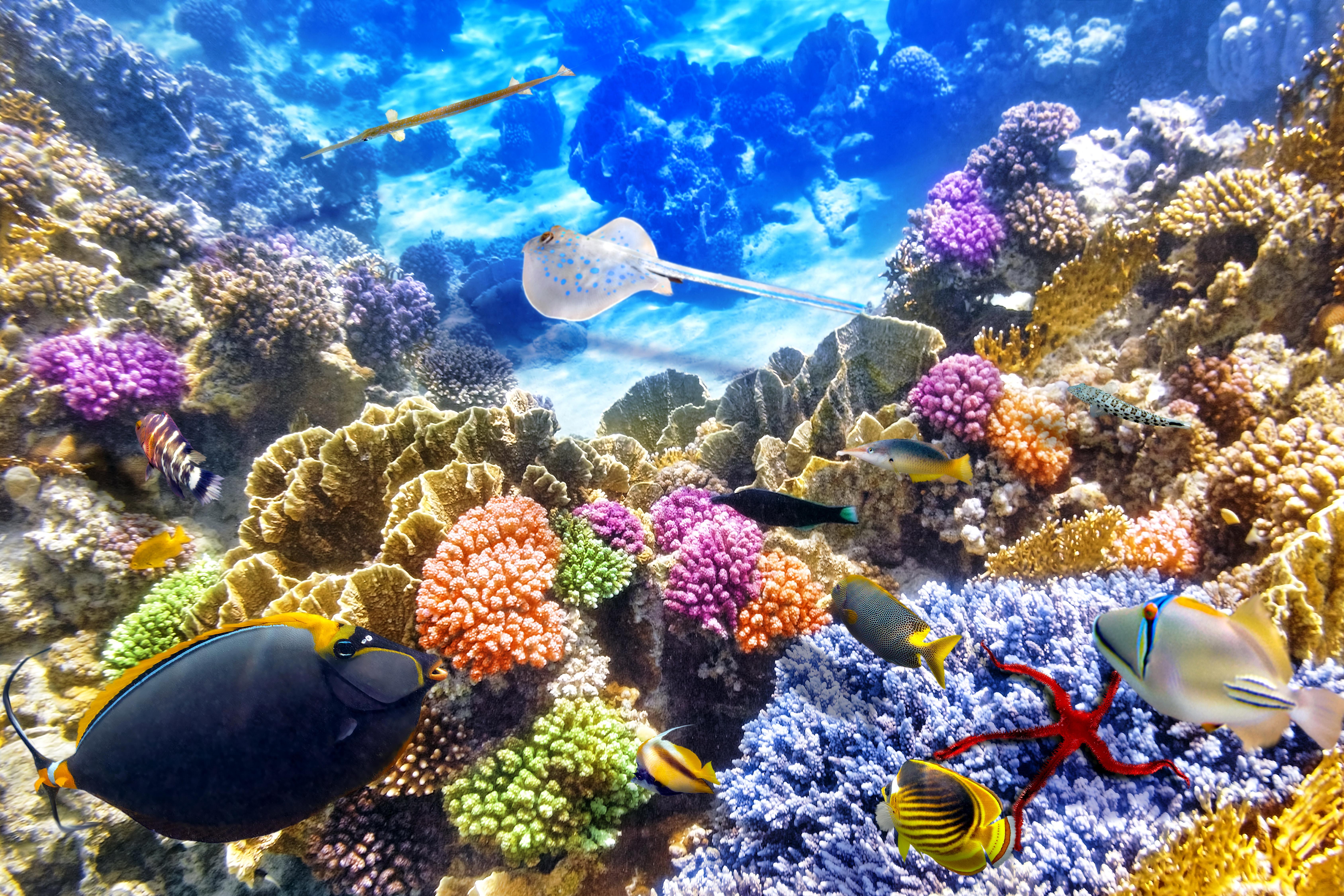 Free Fish And Coral Wallpapers