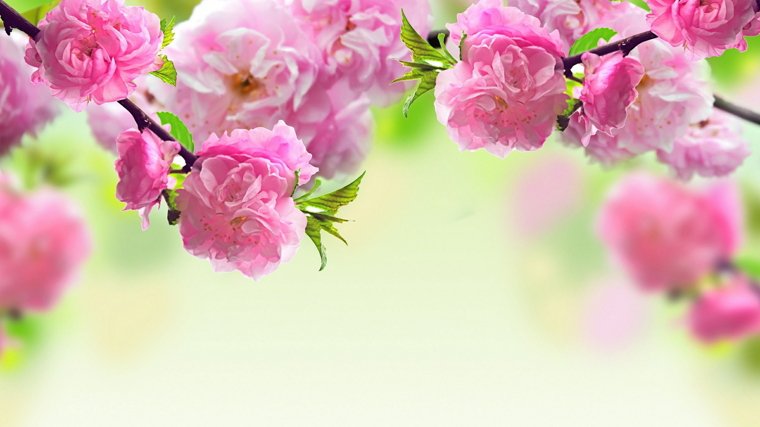 Free Flower Download Wallpapers