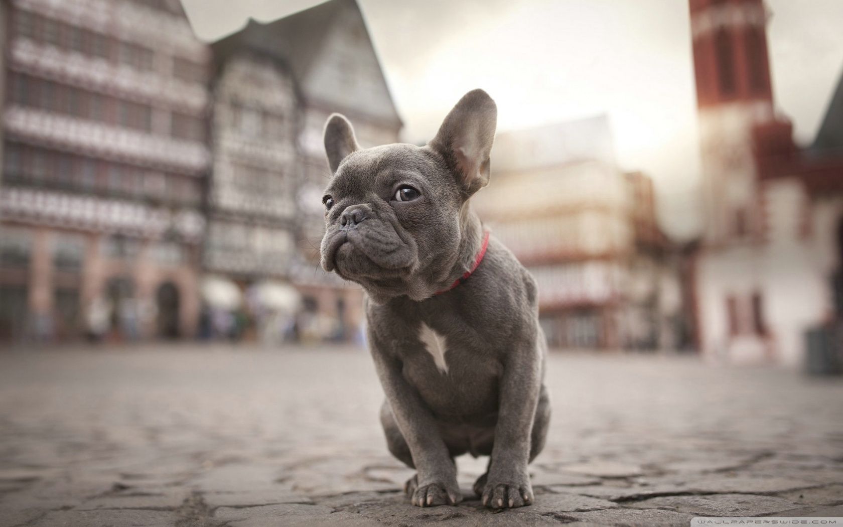 French Bulldog Wallpapers