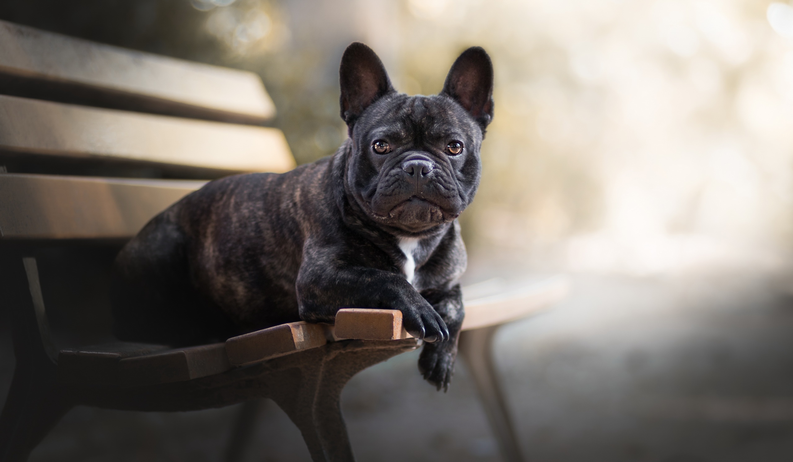 French Bulldog Wallpapers