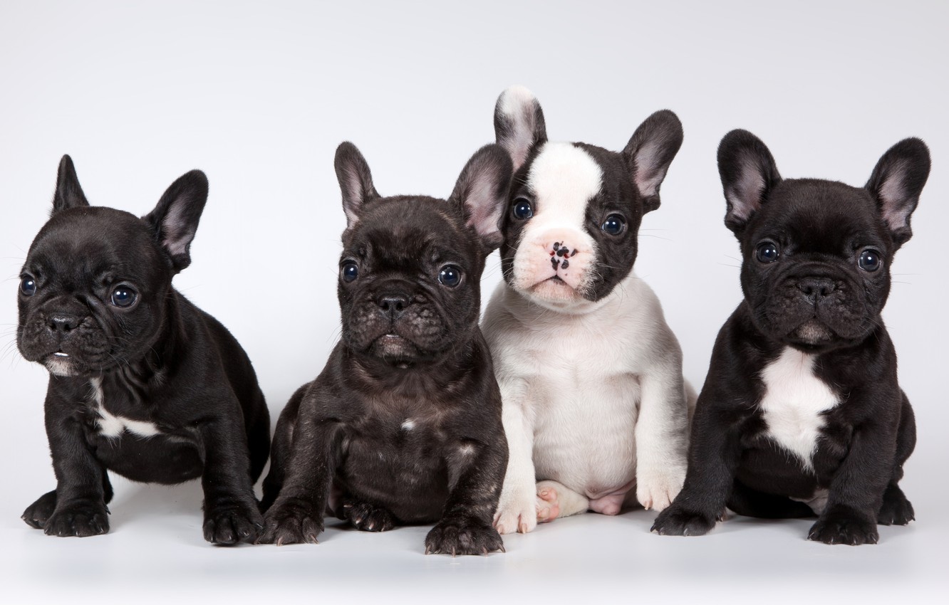 French Bulldog Wallpapers