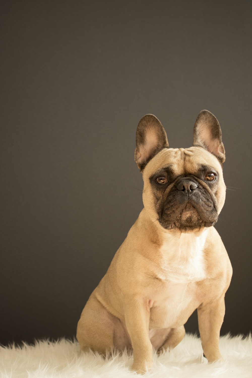 French Bulldog Wallpapers