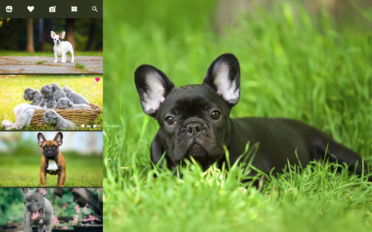 French Bulldog Wallpapers