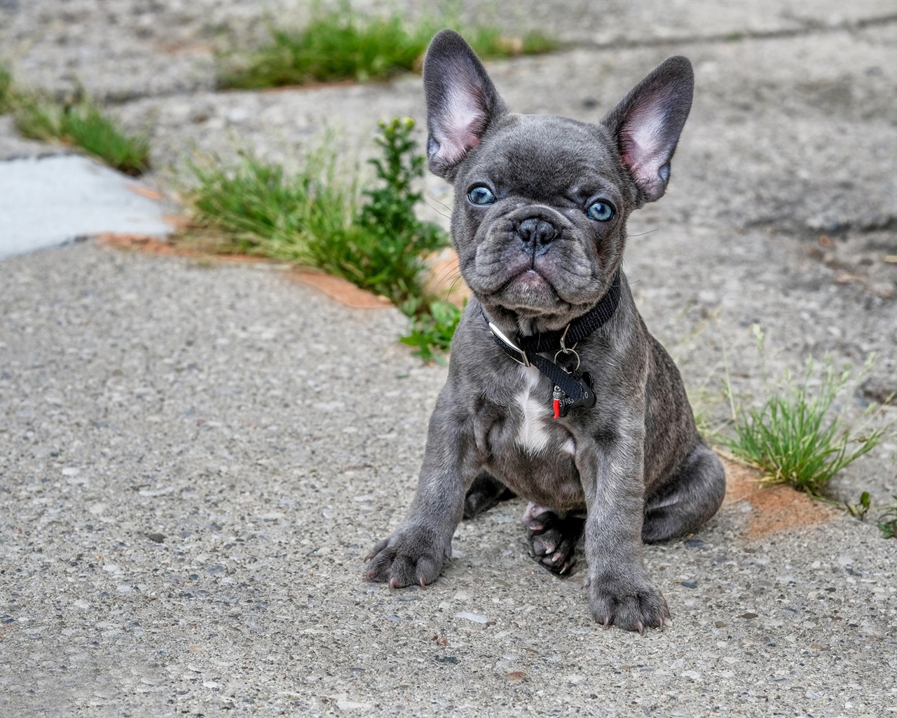 French Bulldog Wallpapers