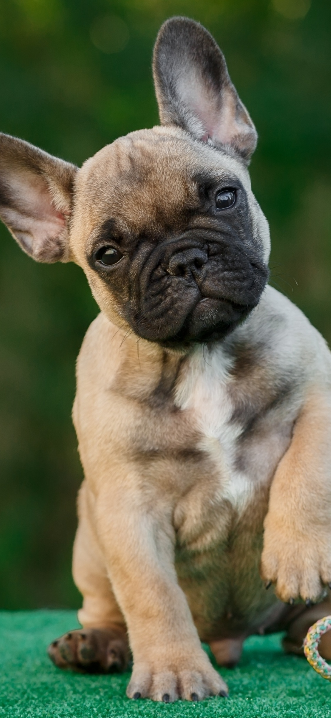 French Bulldog Wallpapers