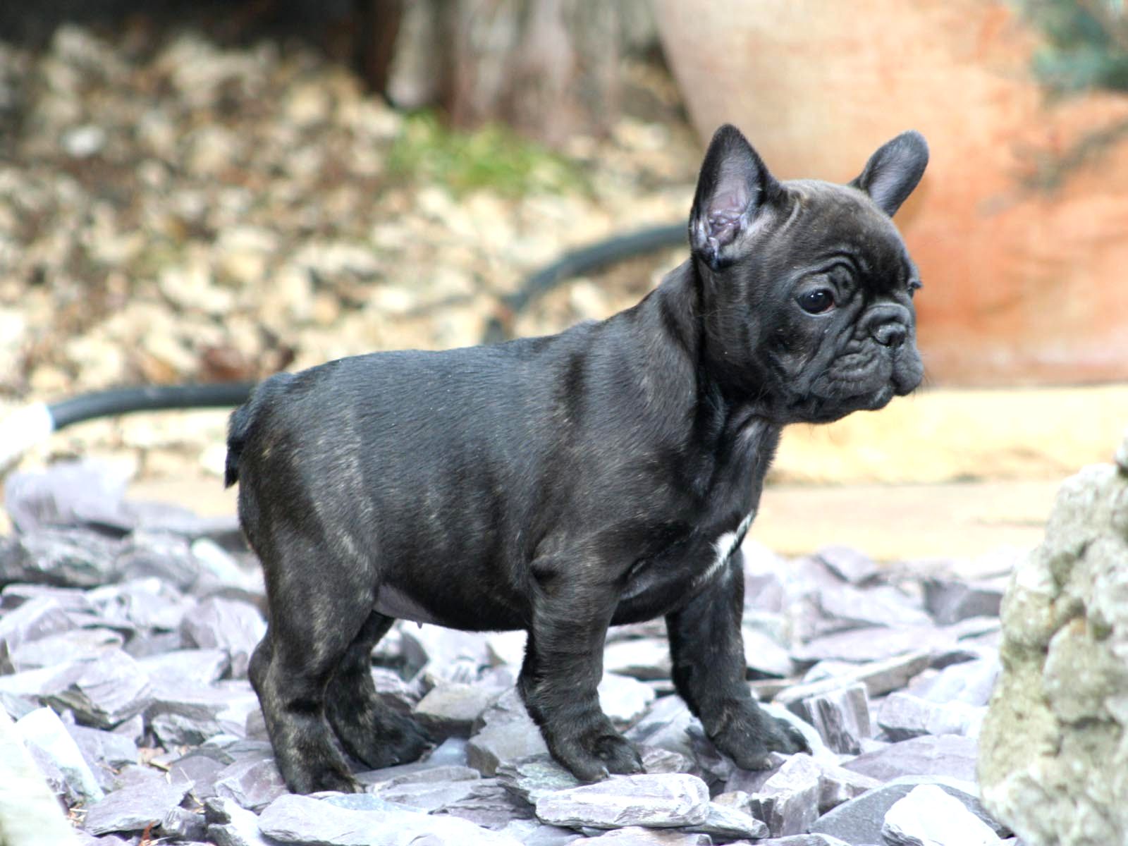 French Bulldog Wallpapers