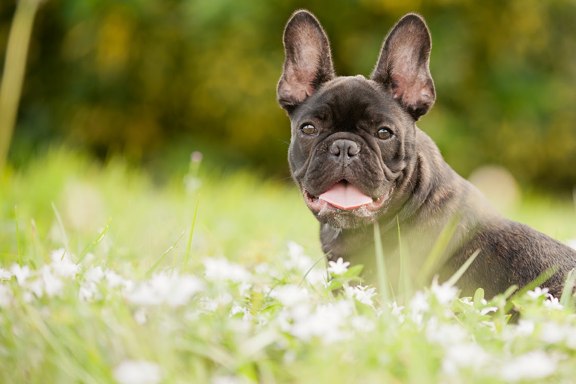 French Bulldog Wallpapers