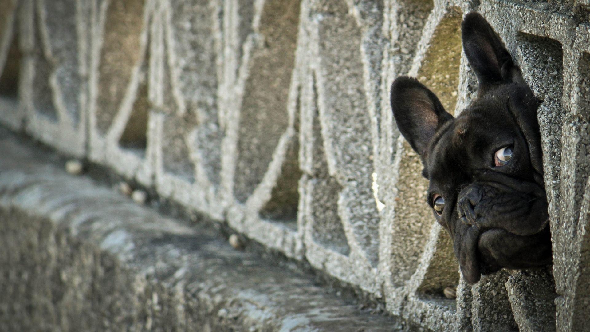 French Bulldog Wallpapers