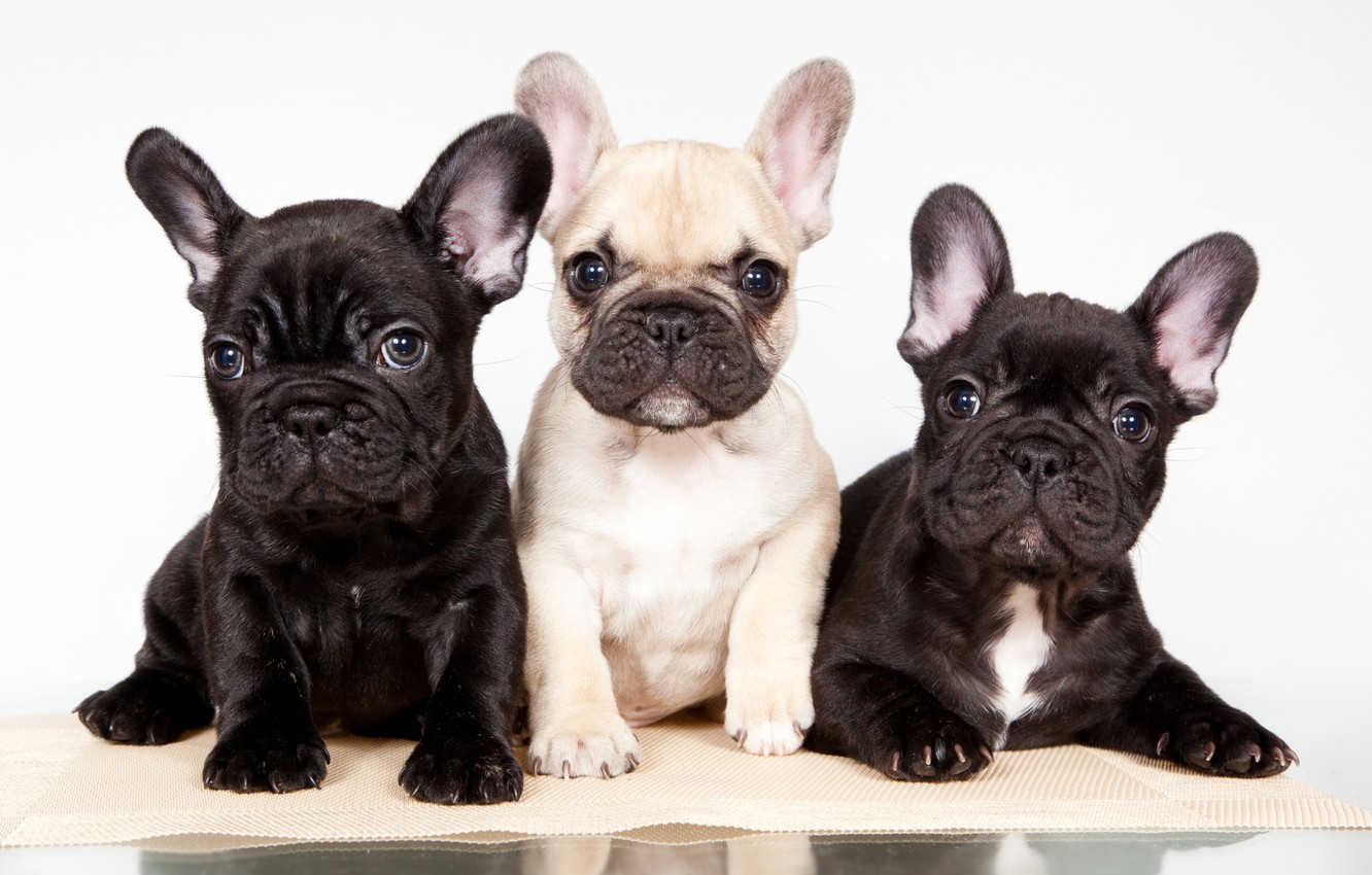 French Bulldog Wallpapers