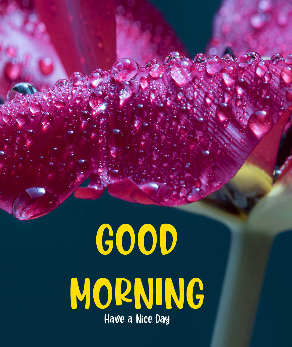 Friend Good Morning Images Wallpapers