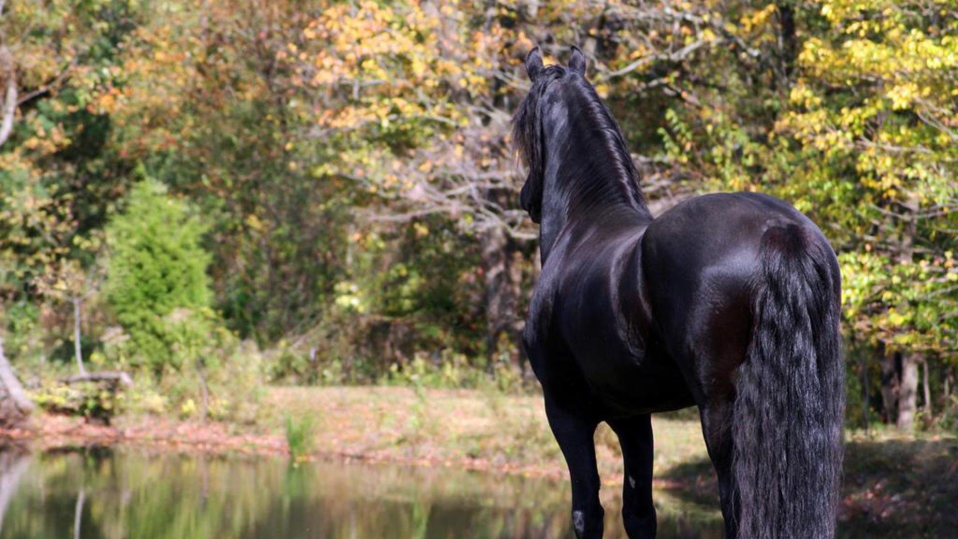 Friesian Horse Wallpapers