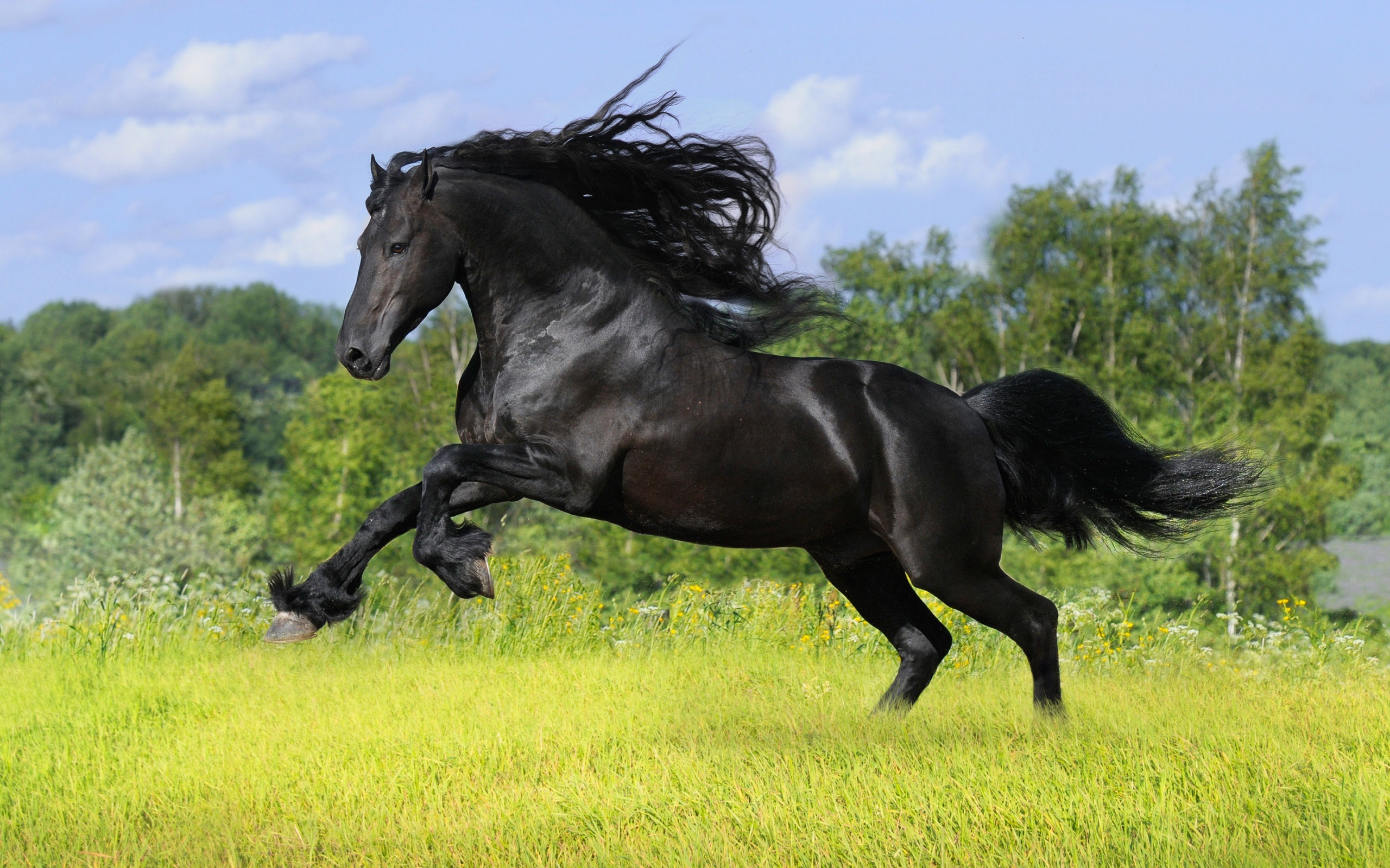 Friesian Horse Wallpapers