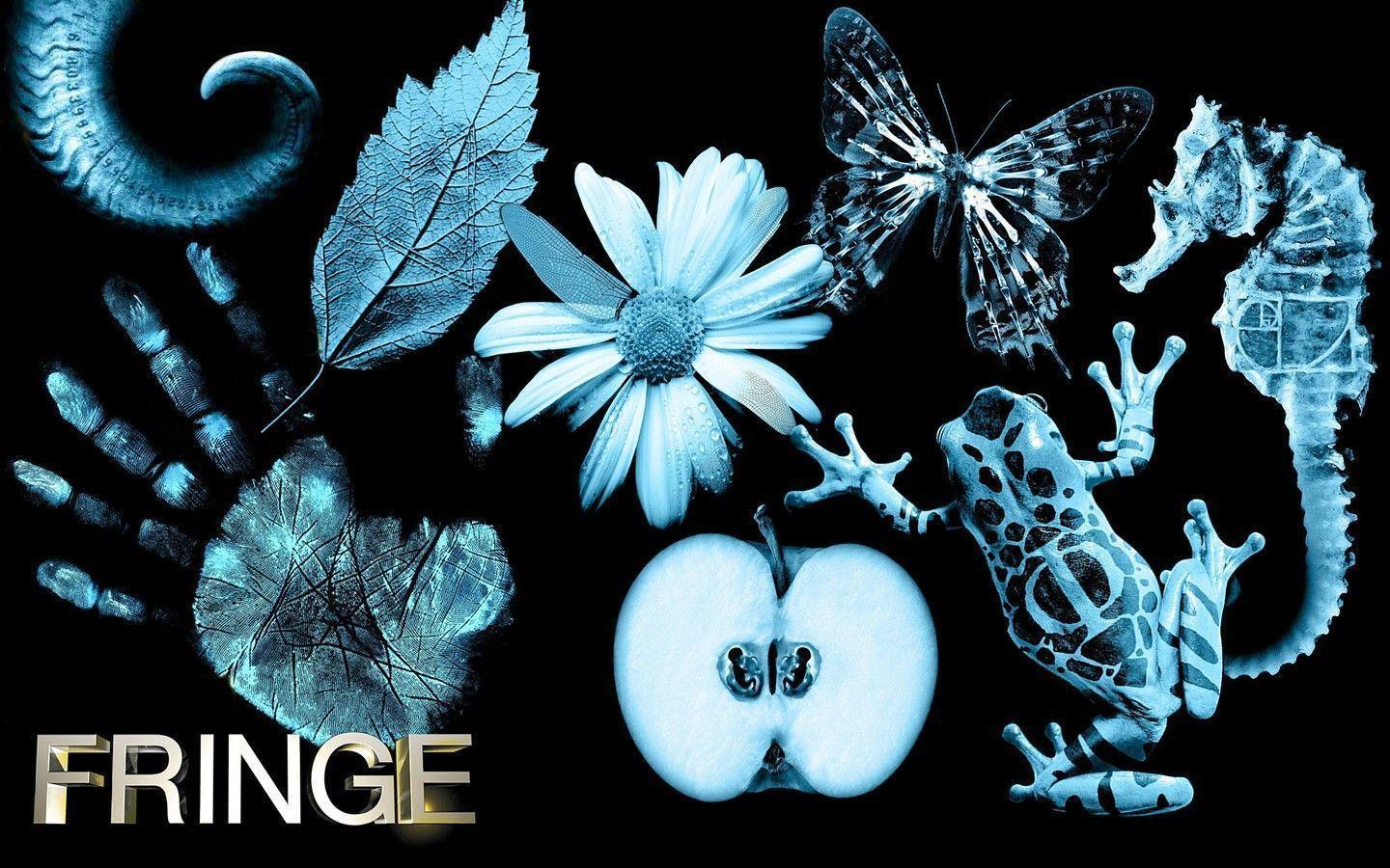 Fringe Butterfly Wallpapers