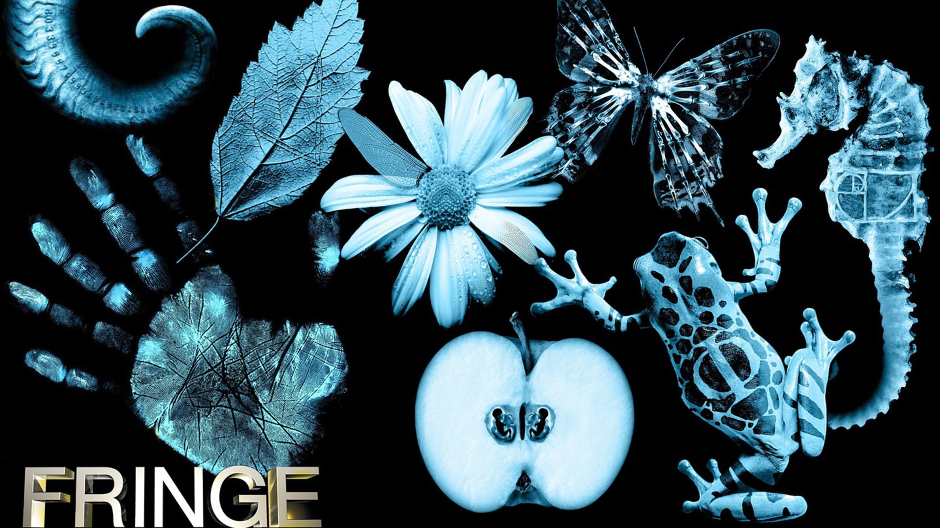 Fringe Butterfly Wallpapers