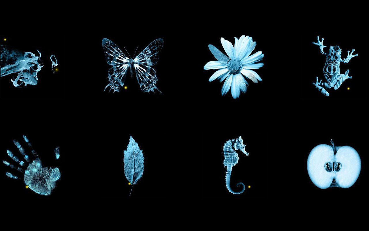 Fringe Butterfly Wallpapers