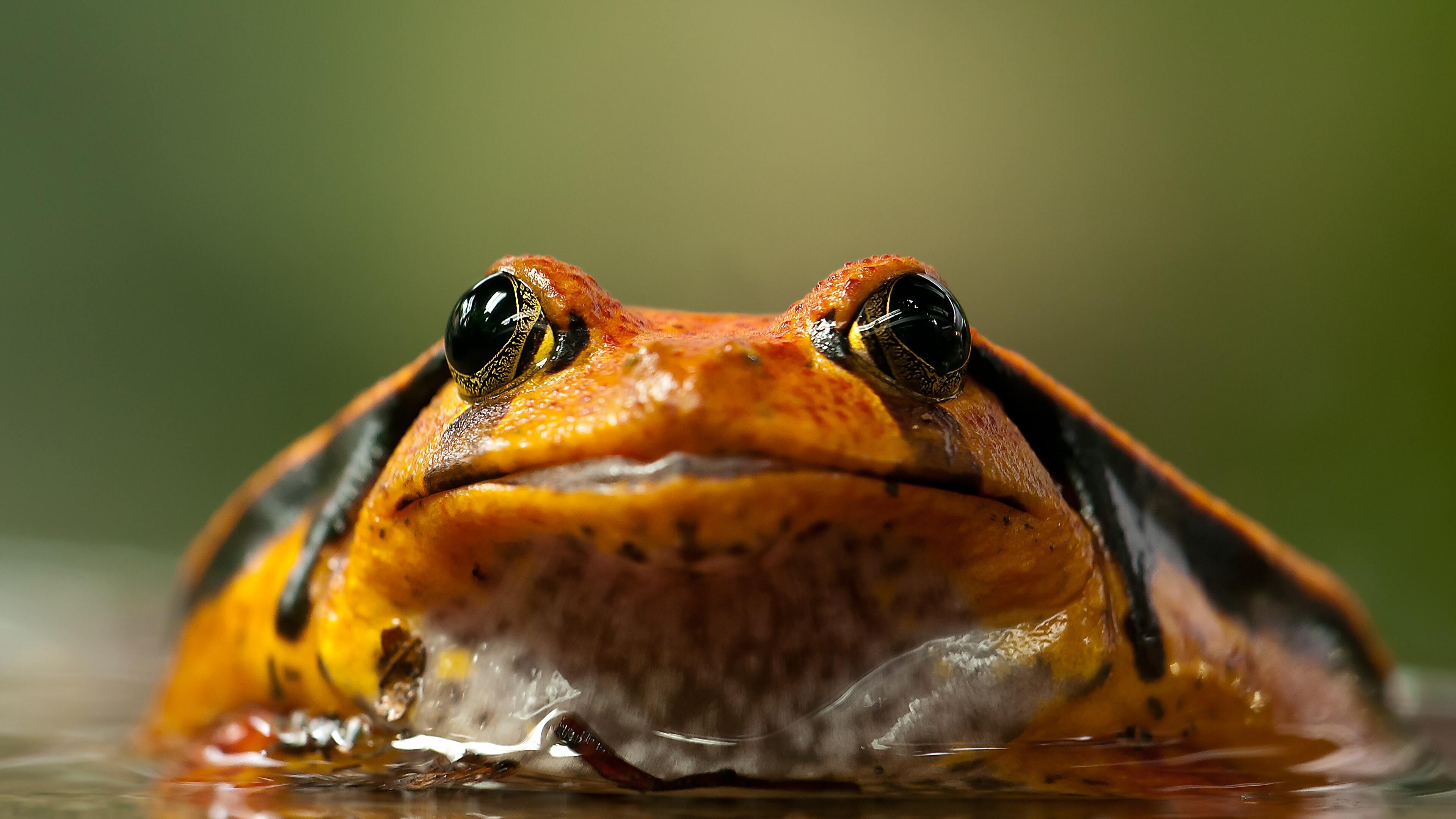 Frog Wallpapers