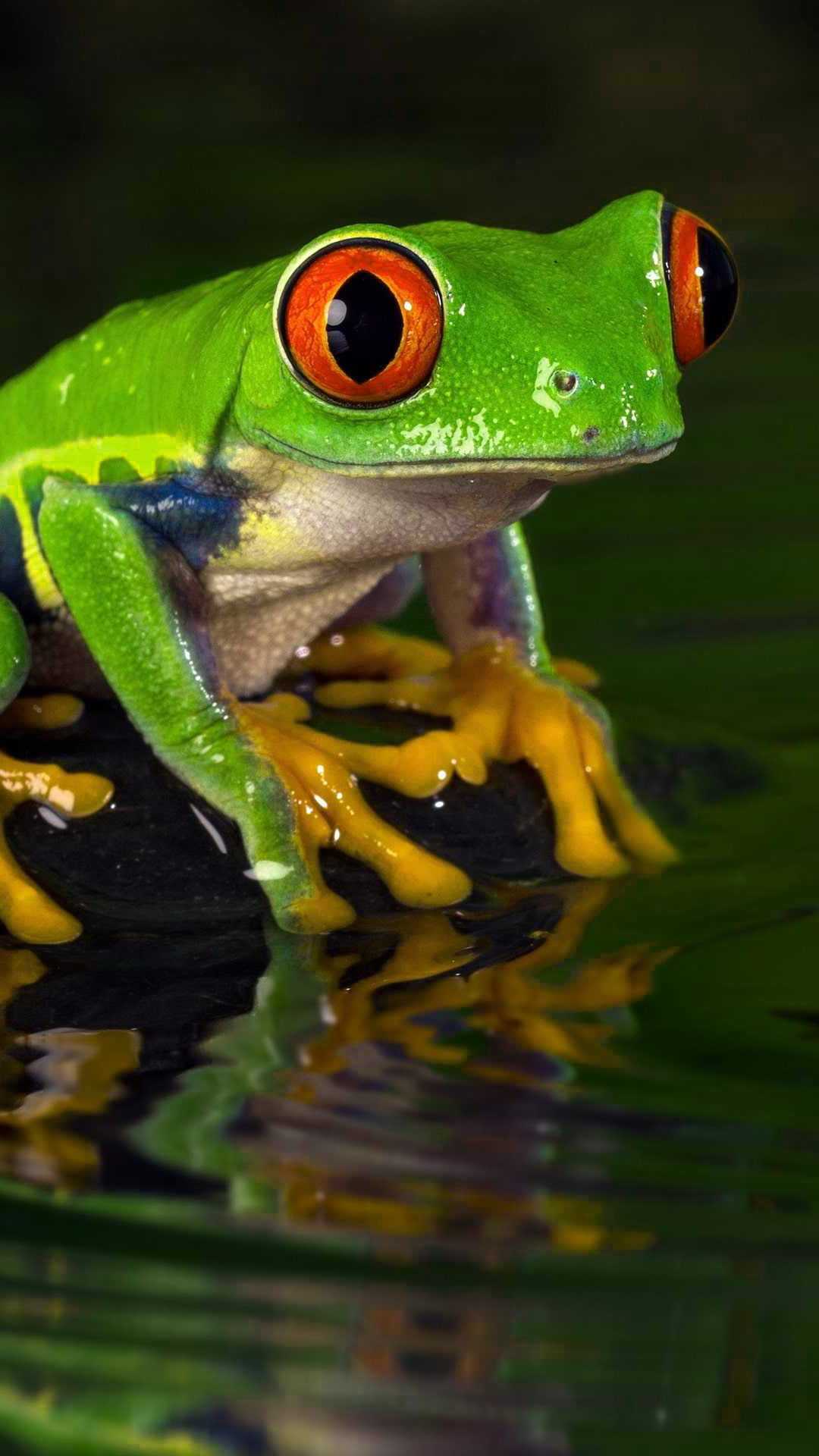 Frog Wallpapers