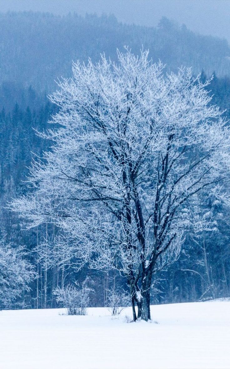 Frost Trees In Winter Snow 4K Wallpapers