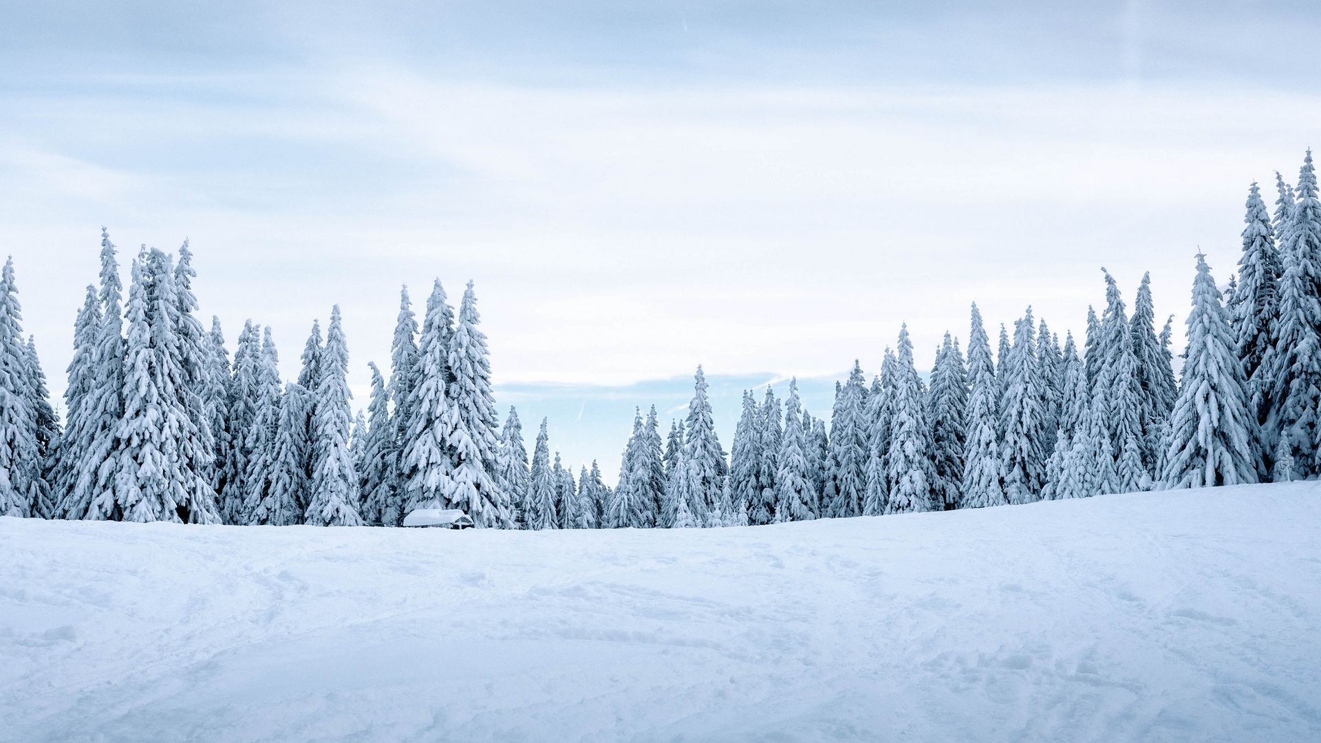 Frost Trees In Winter Snow 4K Wallpapers