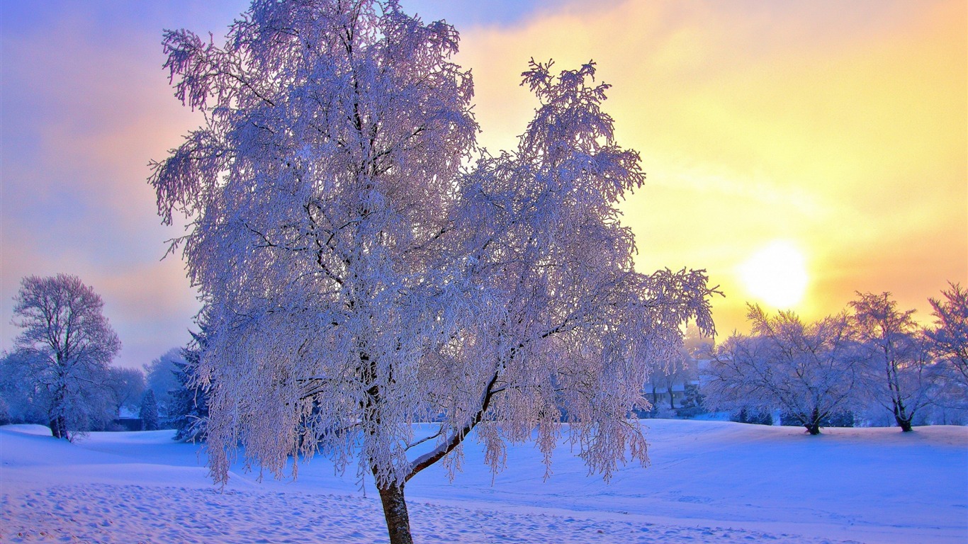 Frost Trees In Winter Snow 4K Wallpapers