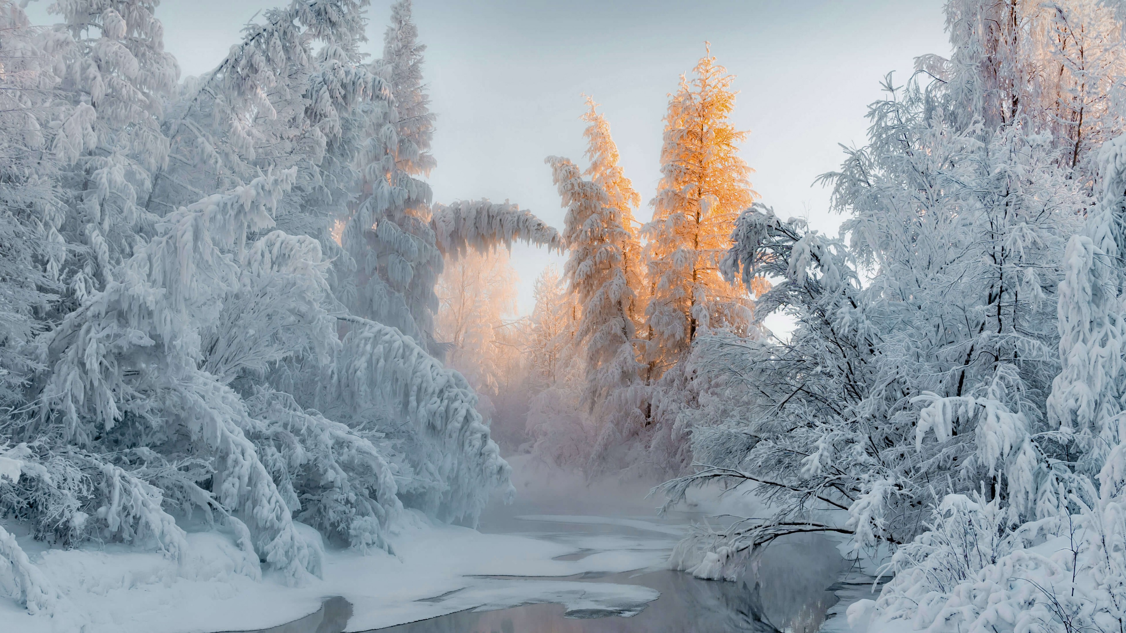 Frost Trees In Winter Snow 4K Wallpapers