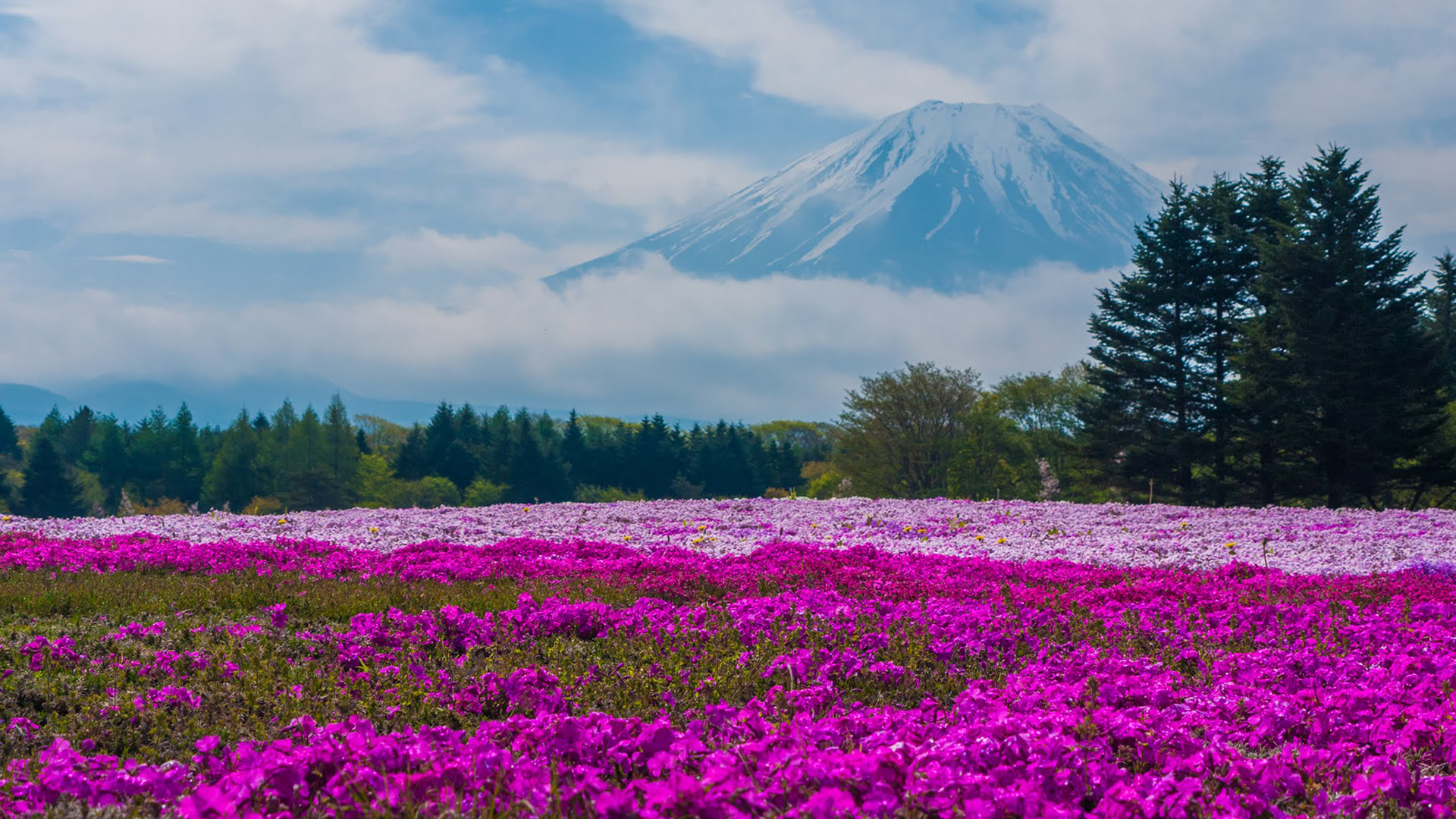 Fuji Shibazakura Festival Wallpapers