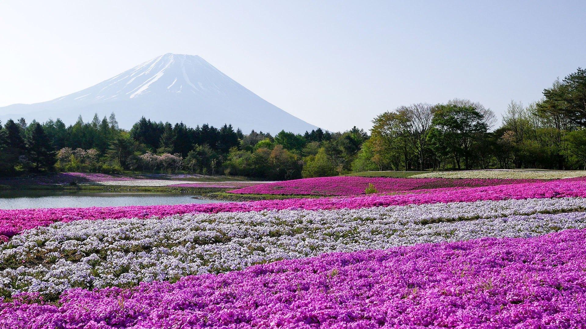 Fuji Shibazakura Festival Wallpapers