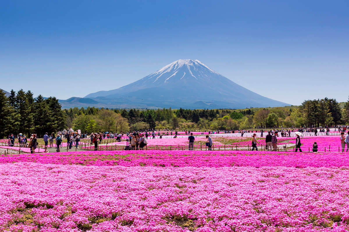 Fuji Shibazakura Festival Wallpapers