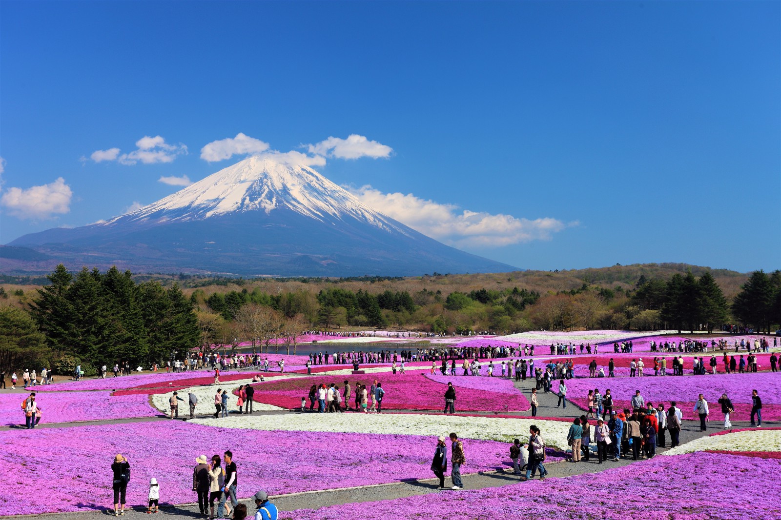 Fuji Shibazakura Festival Wallpapers