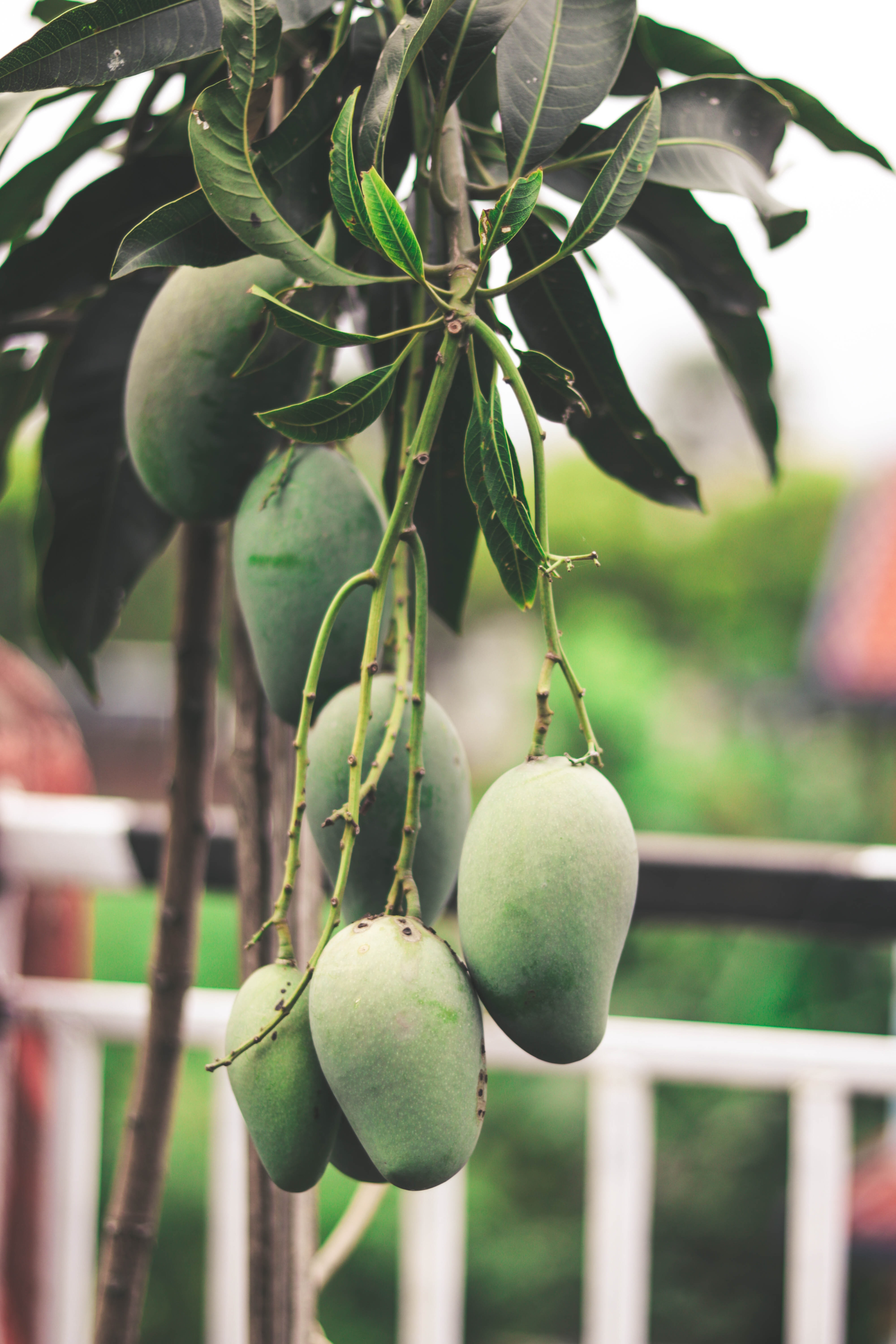 Full Mango Tree Wallpapers