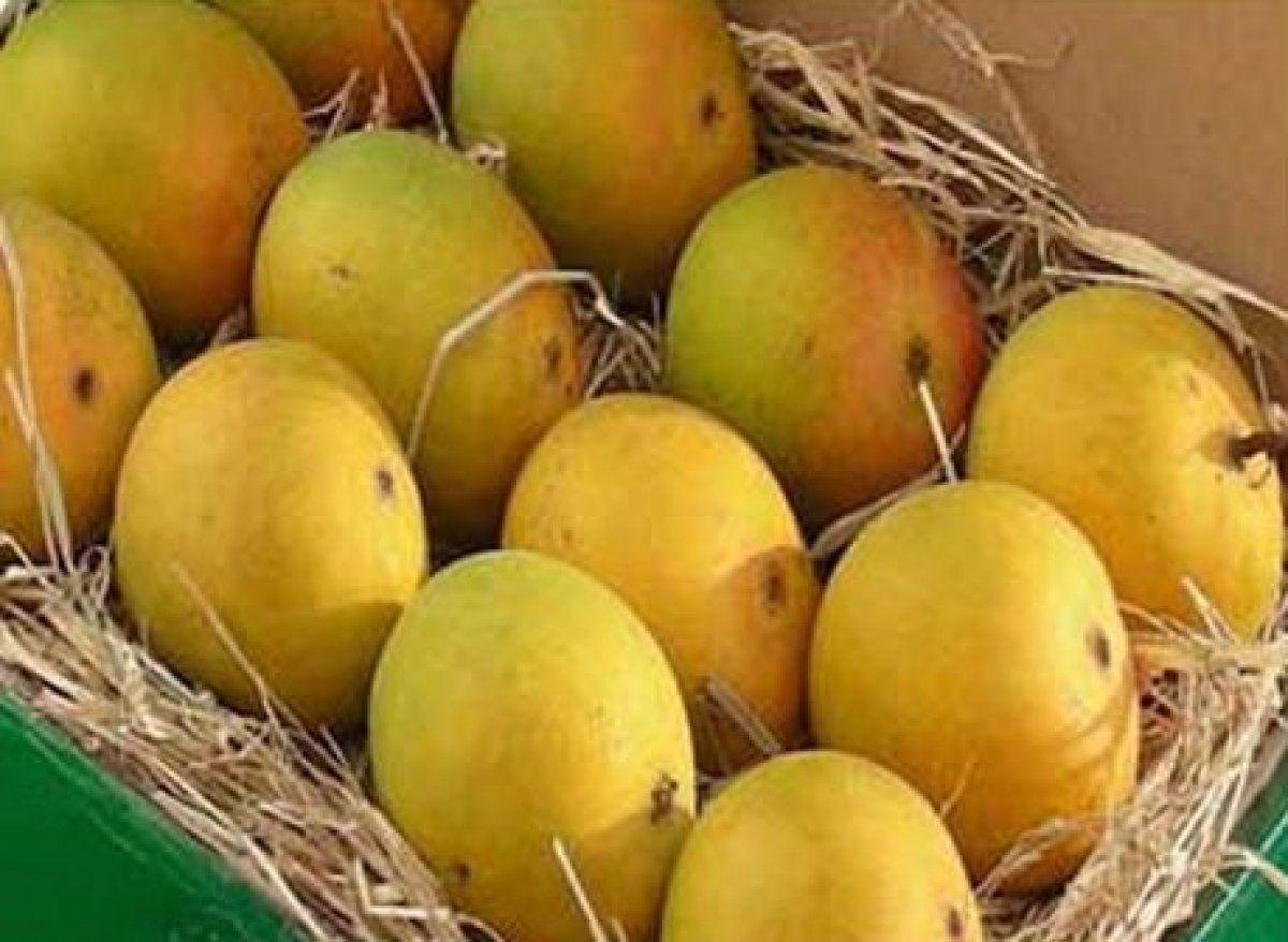 Full Mango Tree Wallpapers