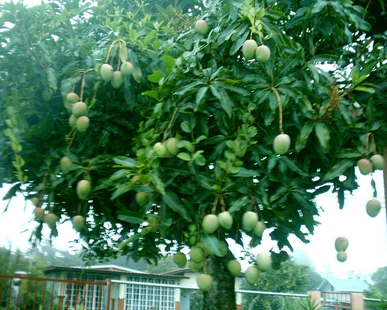 Full Mango Tree Wallpapers