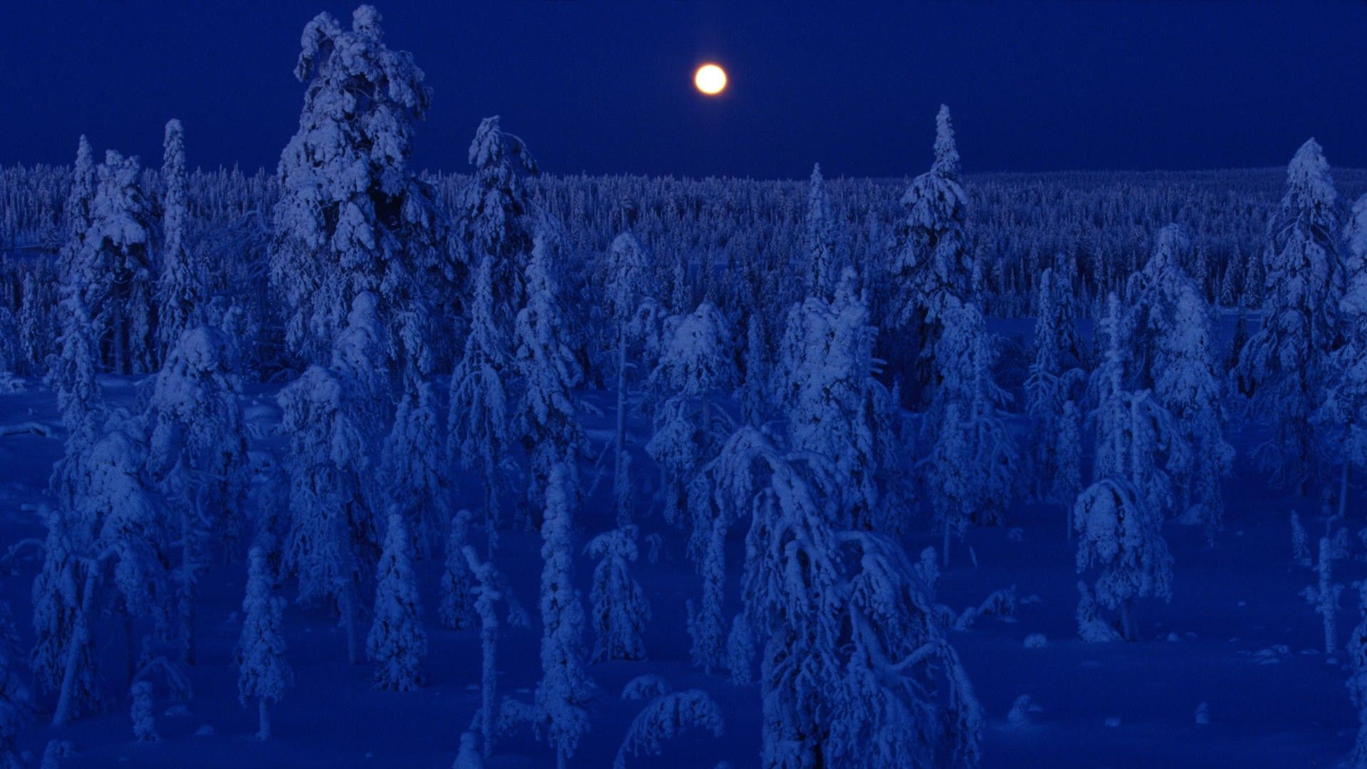 Full Moon Over Winter Forest Wallpapers