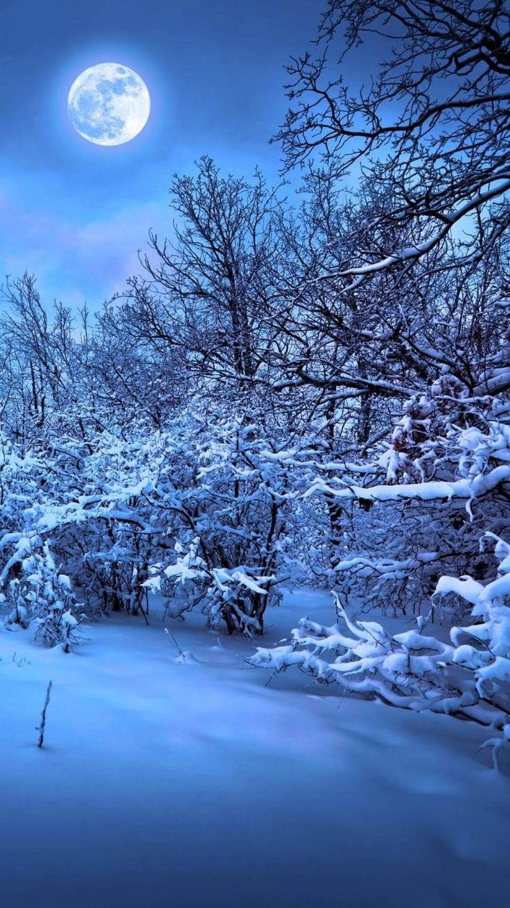 Full Moon Over Winter Forest Wallpapers