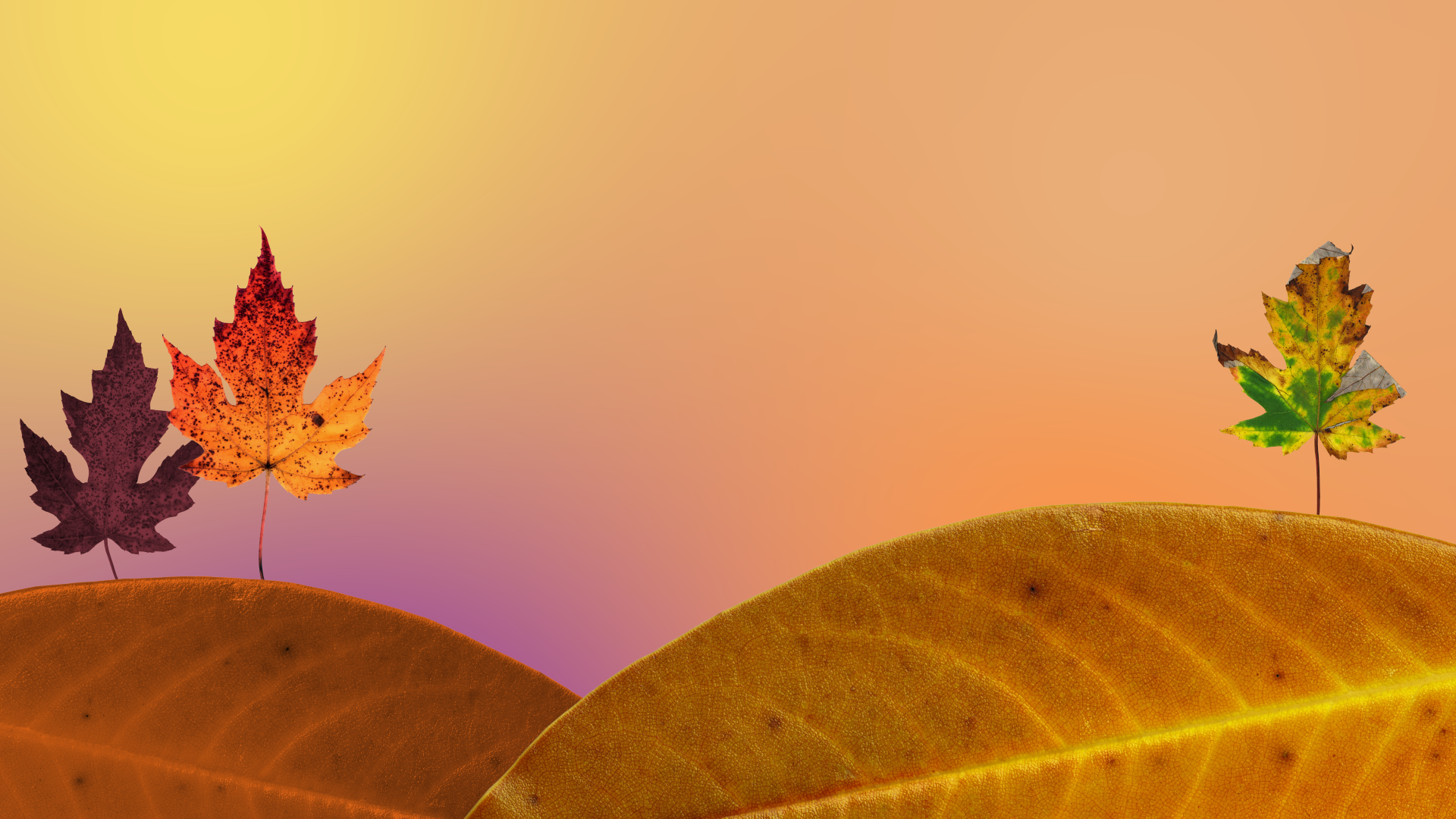 Fun Fall Backgrounds