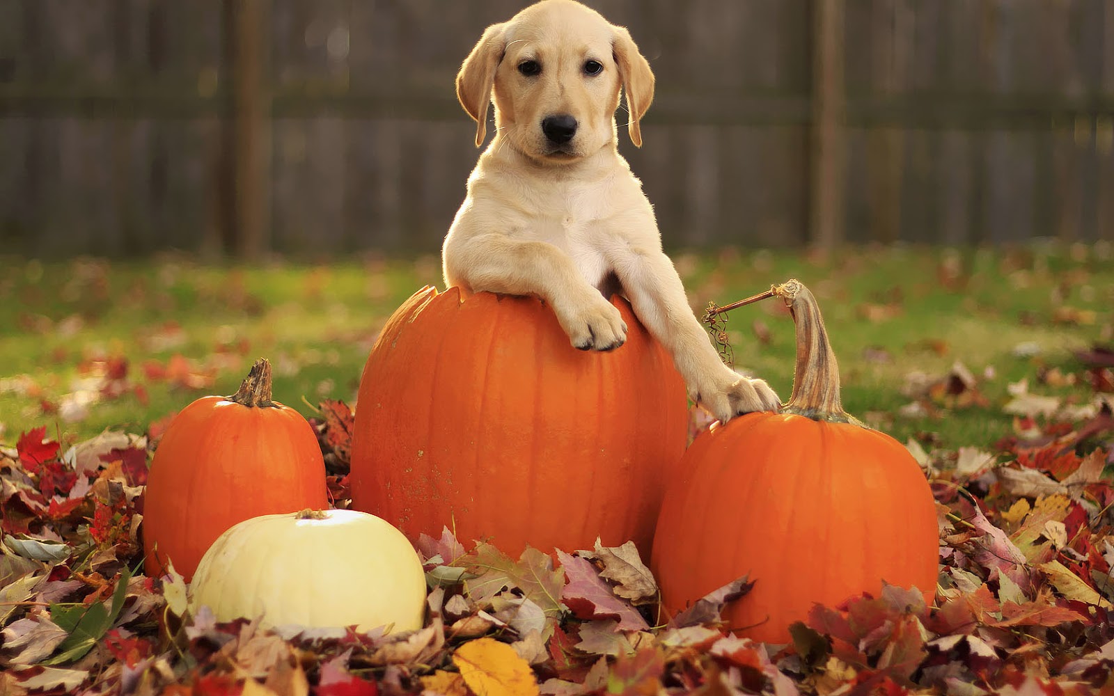 Fun Fall Backgrounds