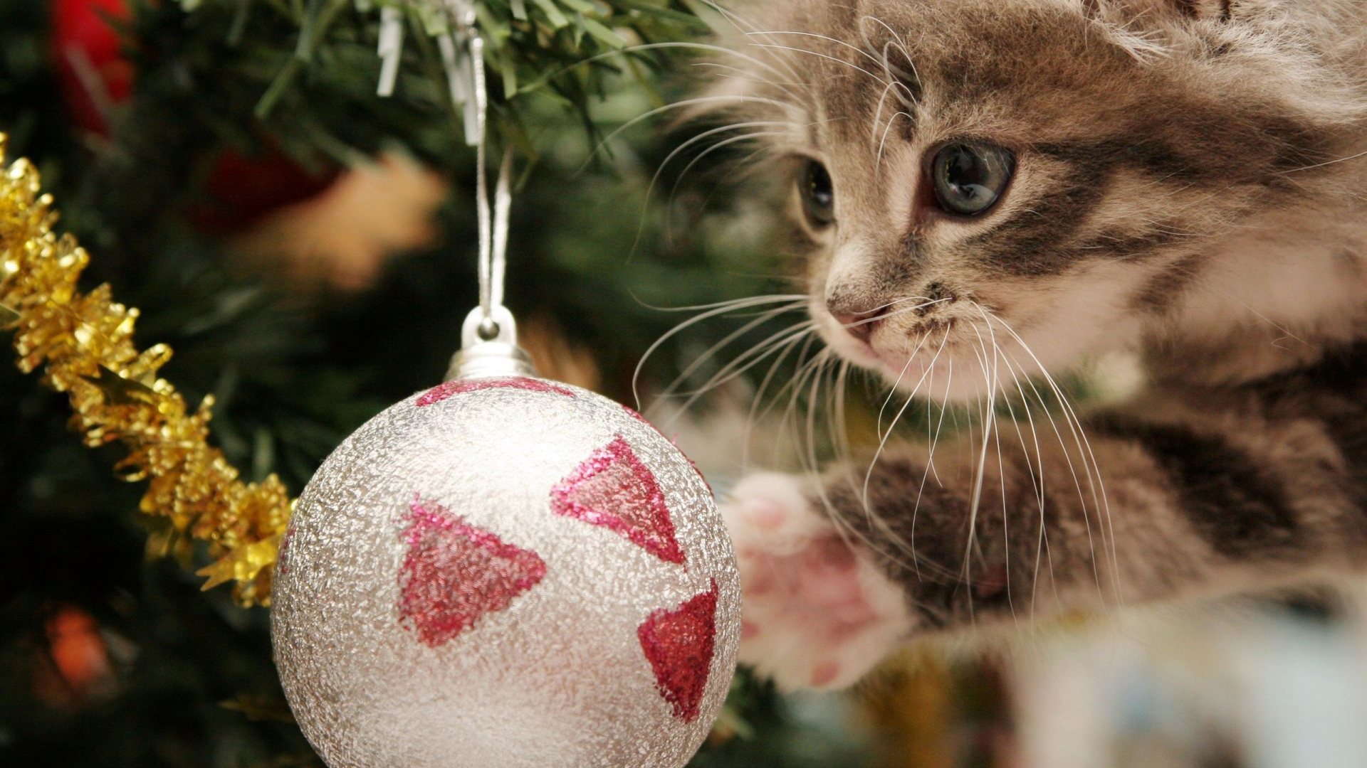 Funny Animal Christmas Pictures Wallpapers