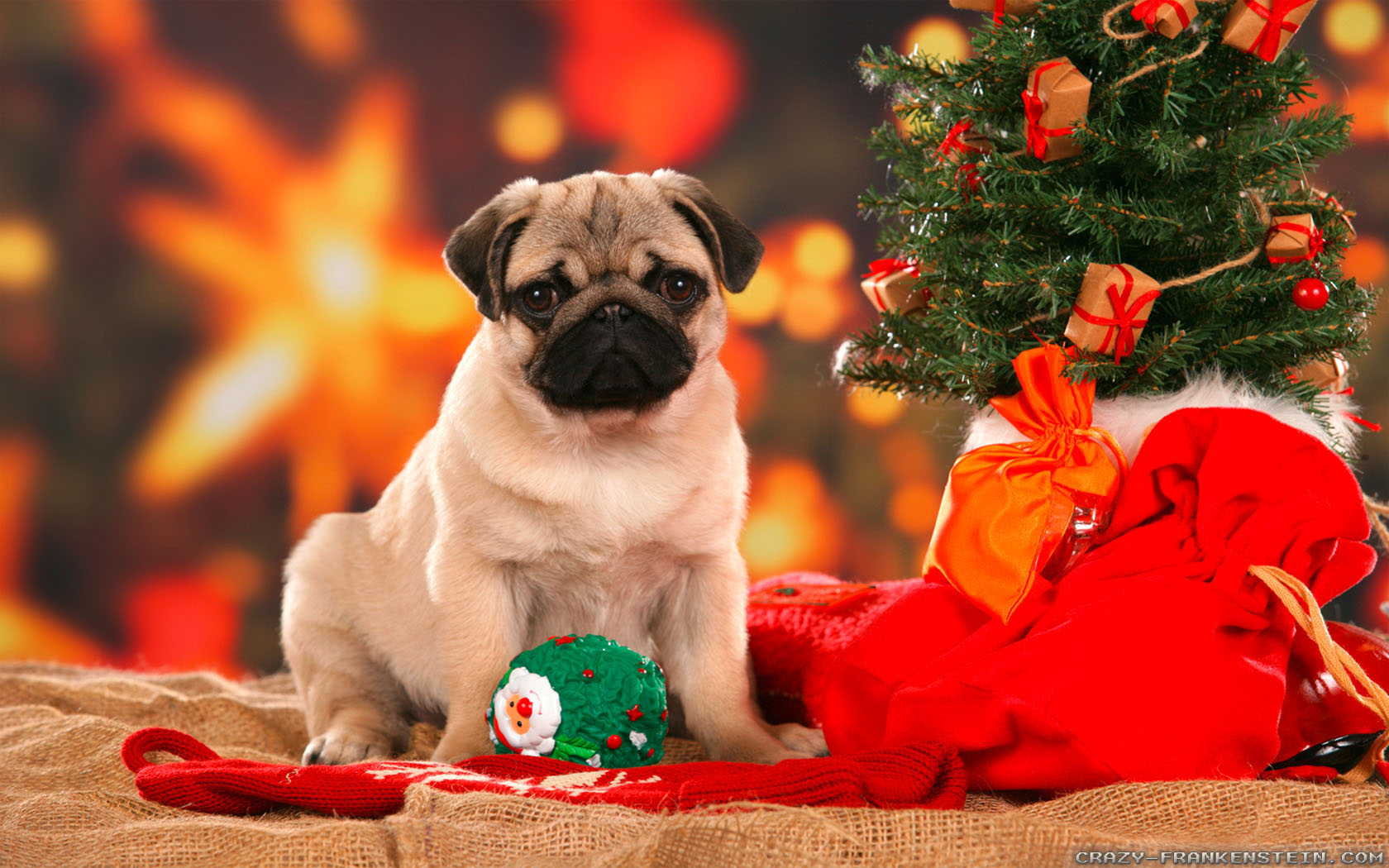 Funny Animal Christmas Pictures Wallpapers