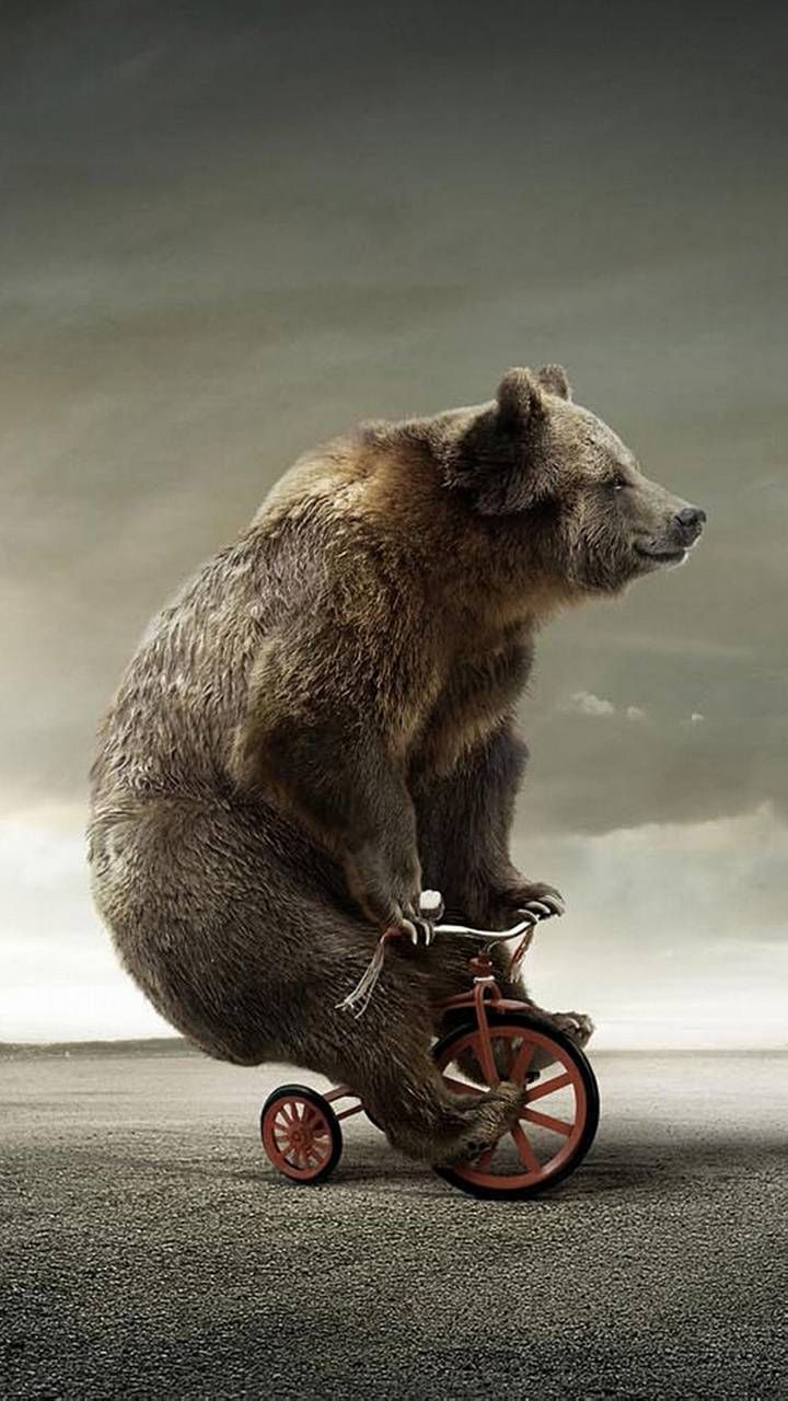 Funny Bear Wallpapers