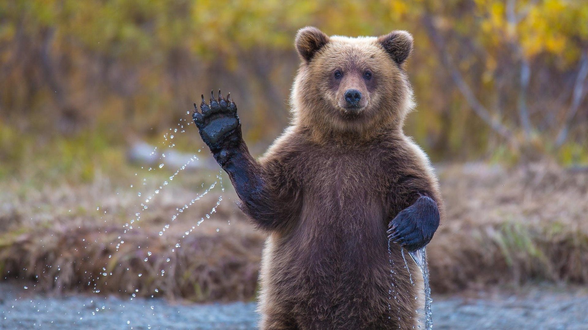 Funny Bear Wallpapers