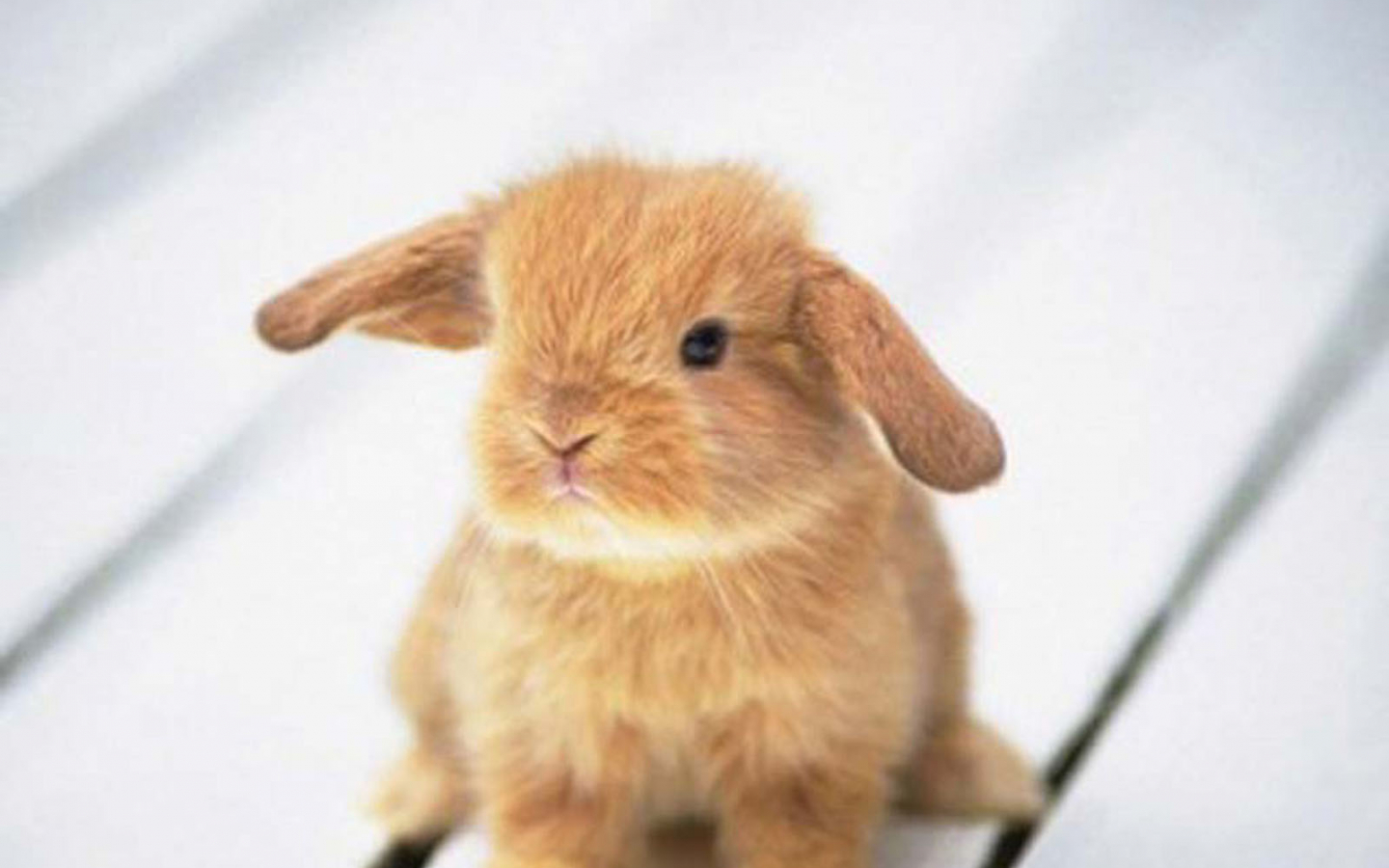 Funny Bunny Pics Wallpapers