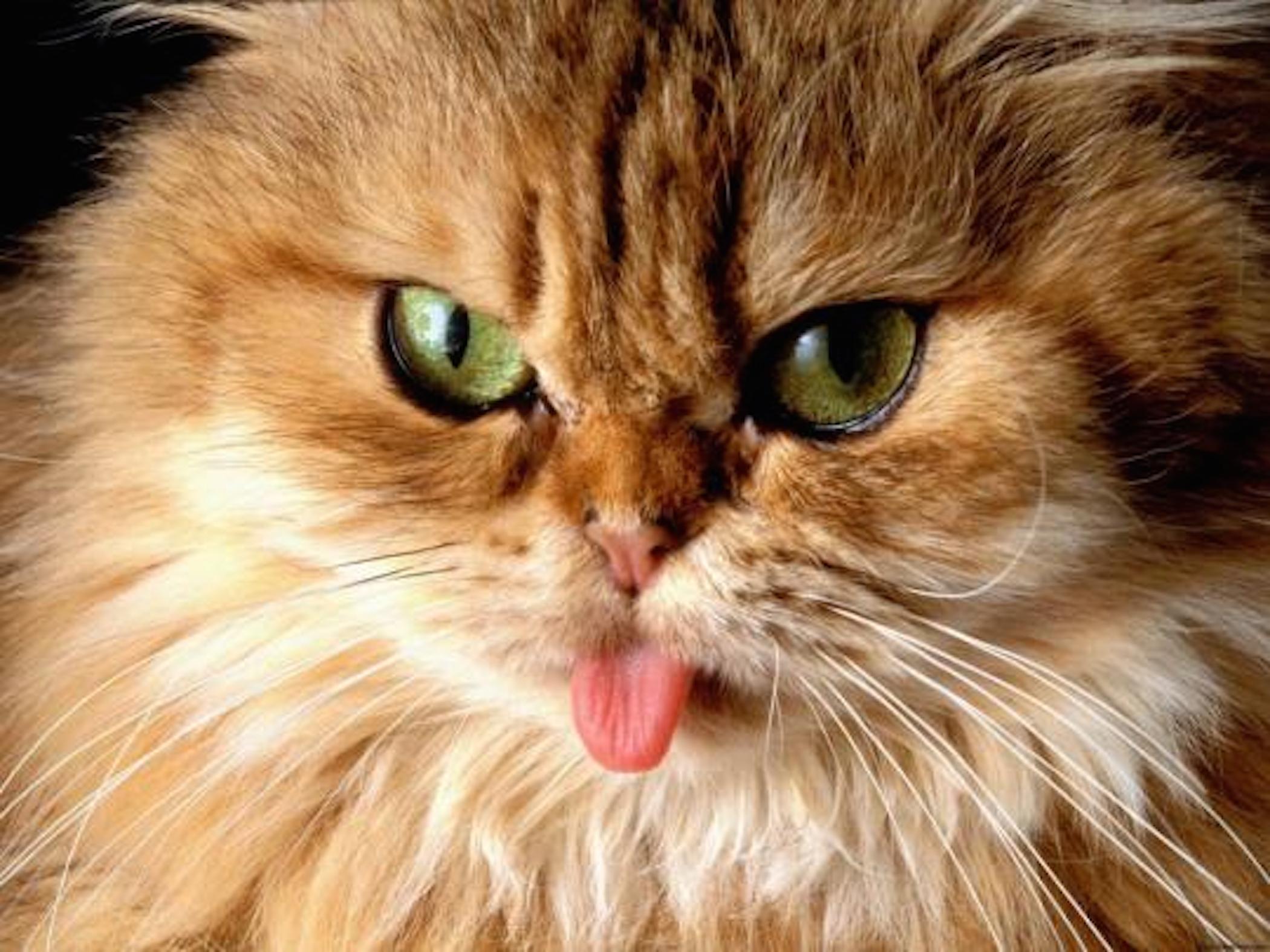 Funny Cat Wallpapers