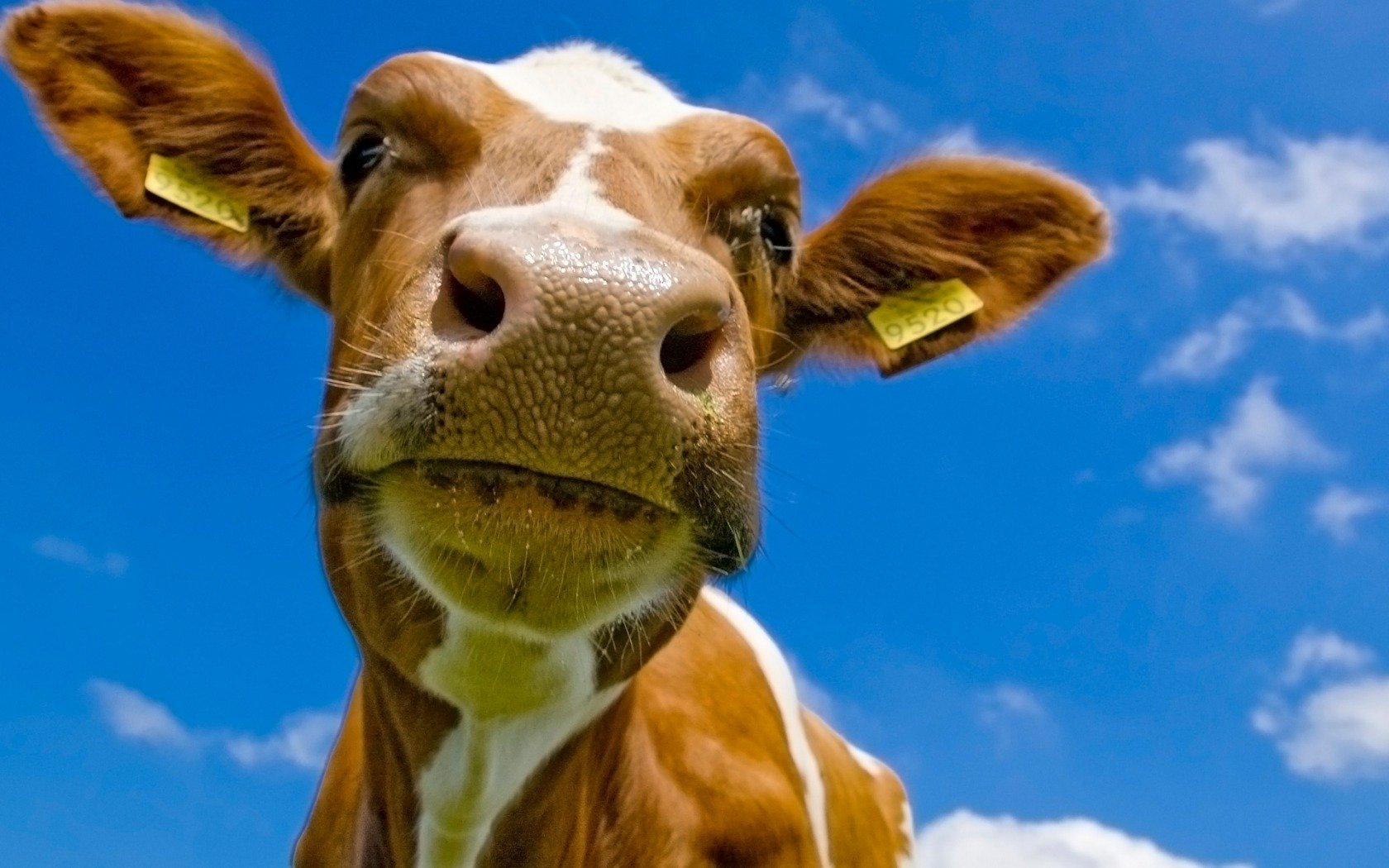 Funny Cow Wallpapers