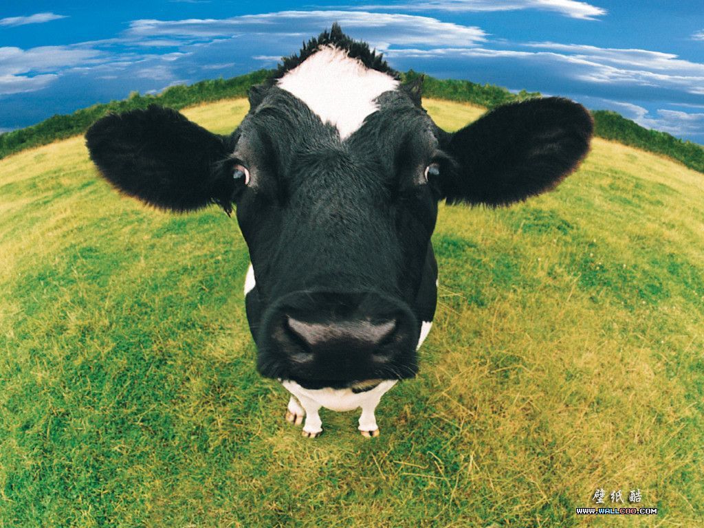 Funny Cow Wallpapers
