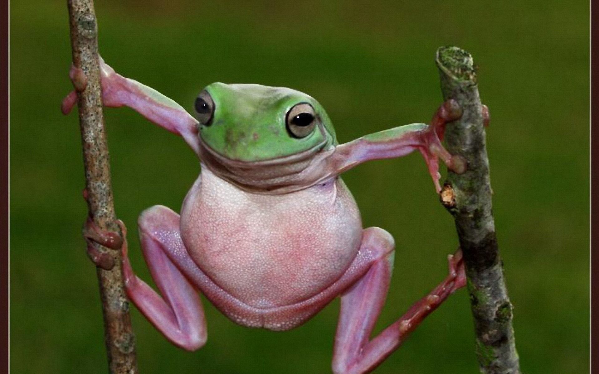 Funny Frogs Wallpapers