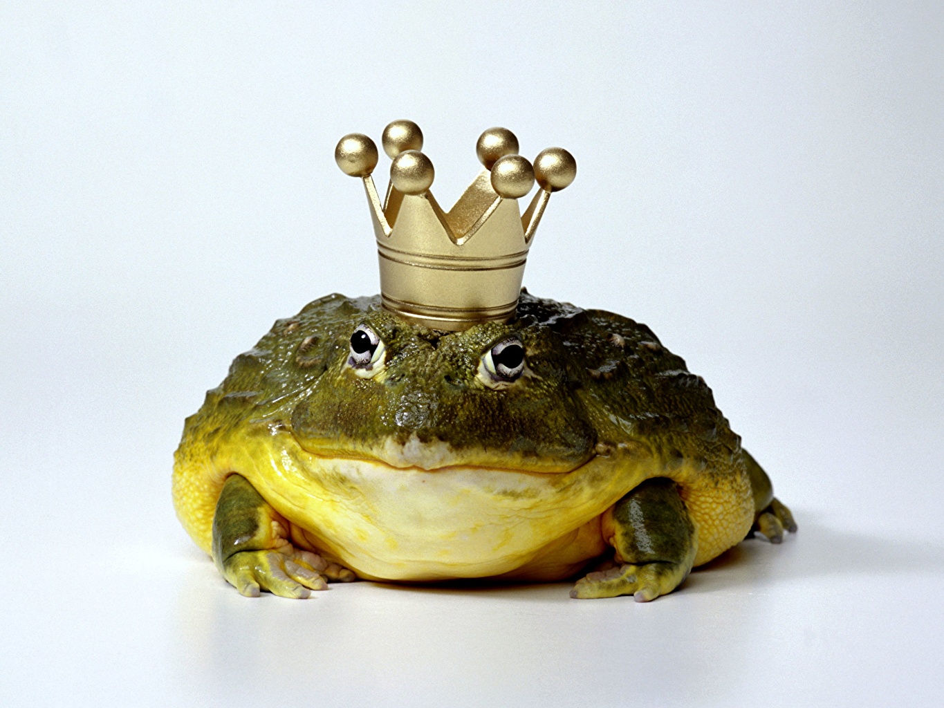 Funny Frogs Wallpapers