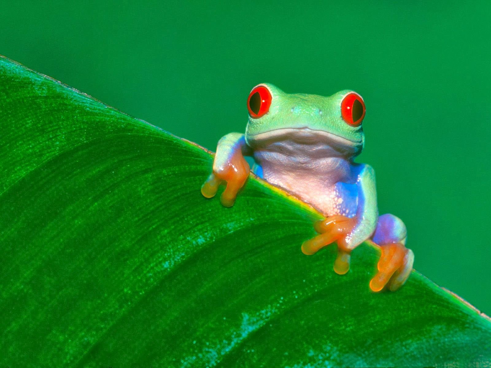 Funny Frogs Wallpapers