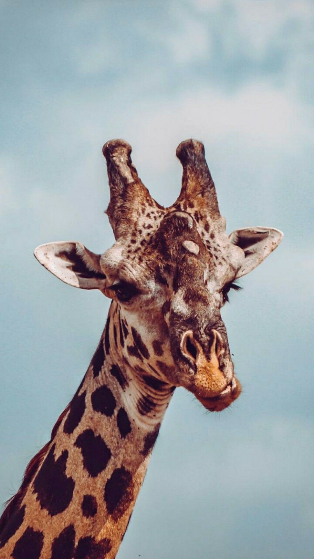 Funny Giraffe Wallpapers